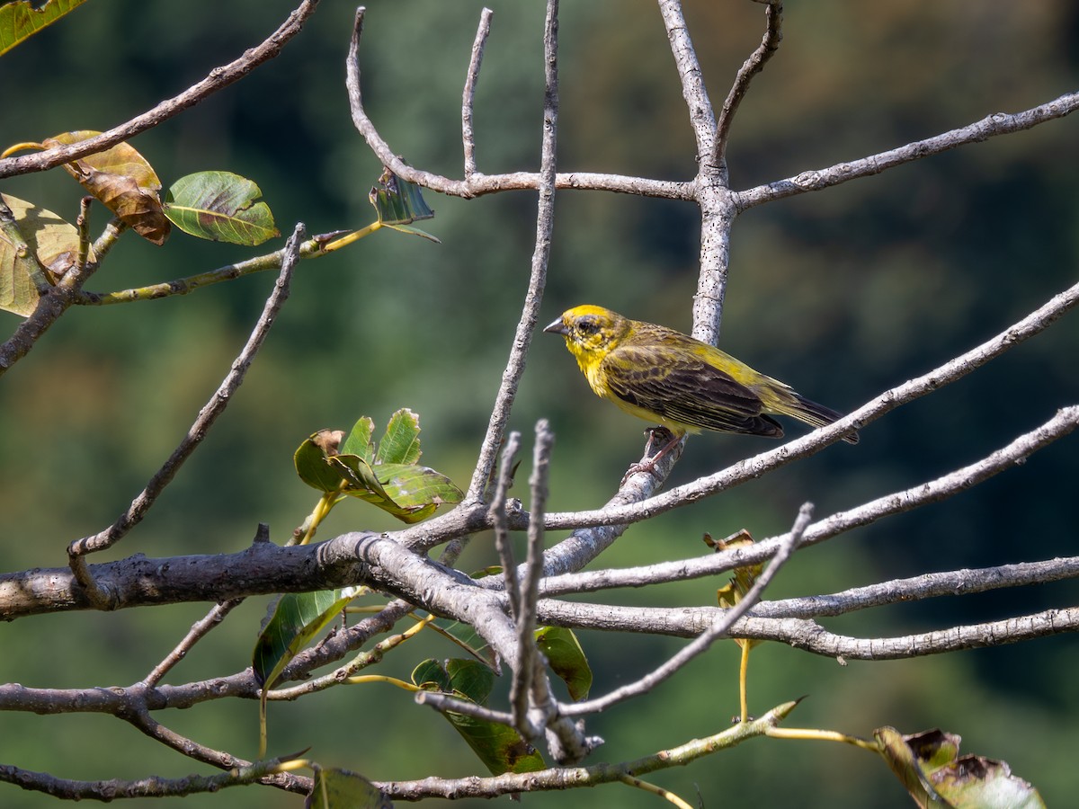 Stripe-tailed Yellow-Finch - ML616910926