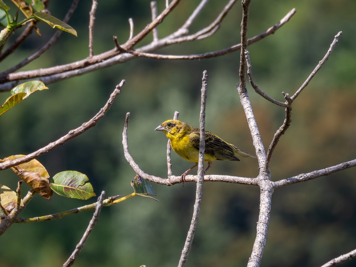 Stripe-tailed Yellow-Finch - Vitor Rolf Laubé