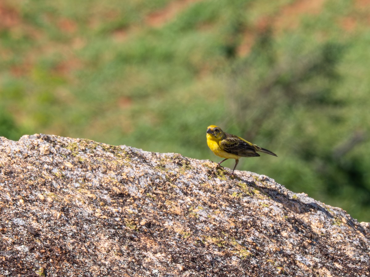 Stripe-tailed Yellow-Finch - ML616910929