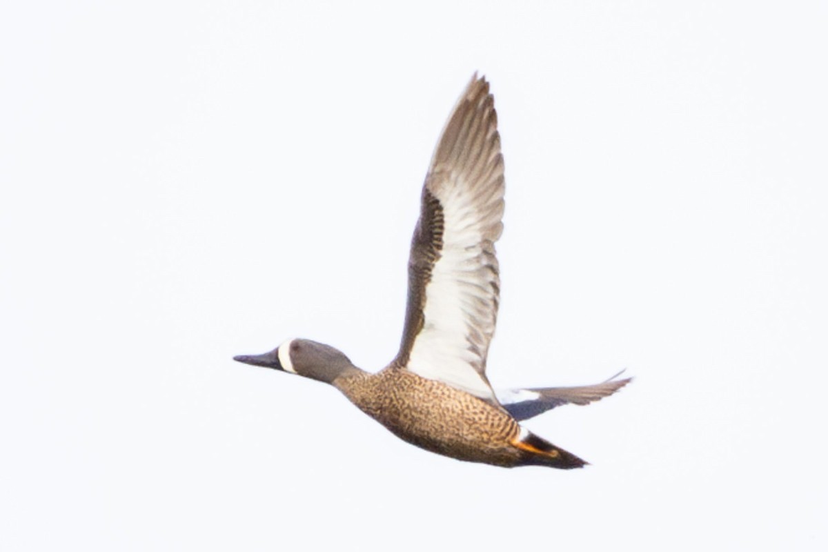 Blue-winged Teal - ML616910996