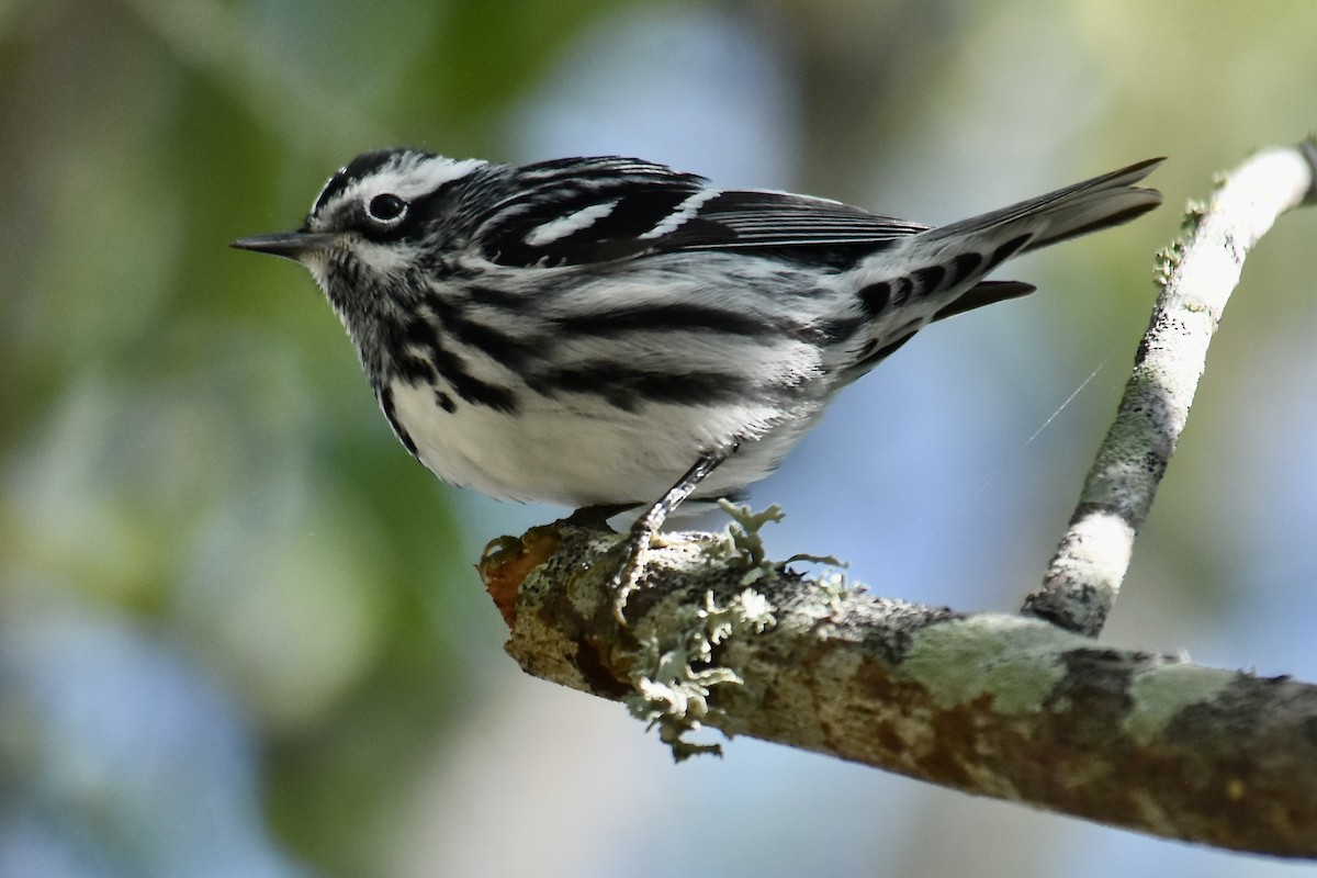 Black-and-white Warbler - ML616911003