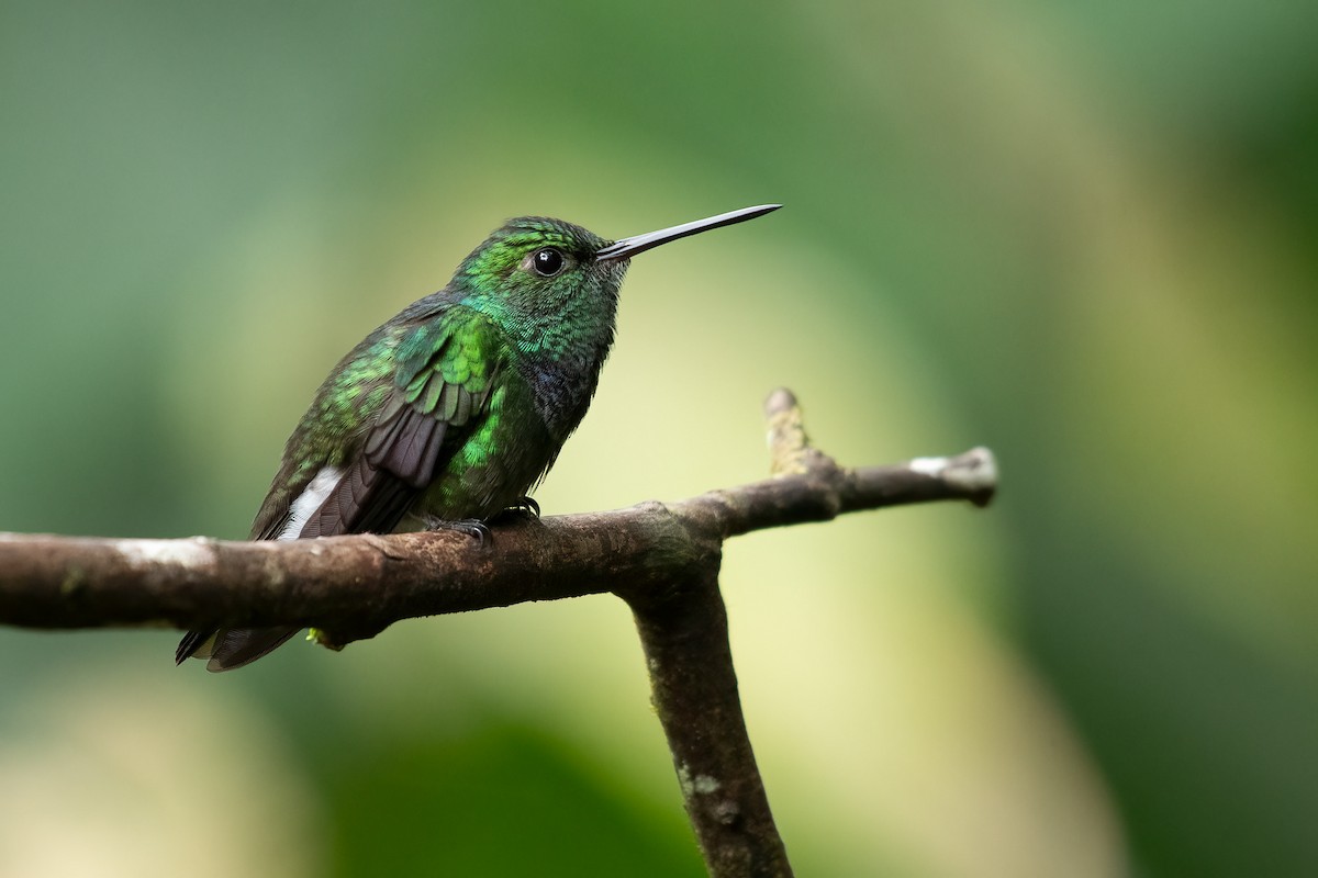 kolibřík západokolumbijský - ML616911245