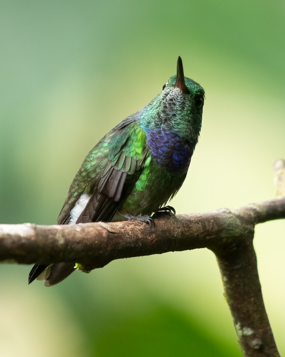 Purple-chested Hummingbird - ML616911246