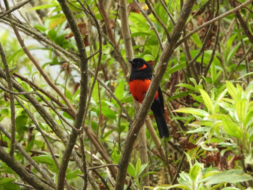 Scarlet-bellied Mountain Tanager - ML616911303