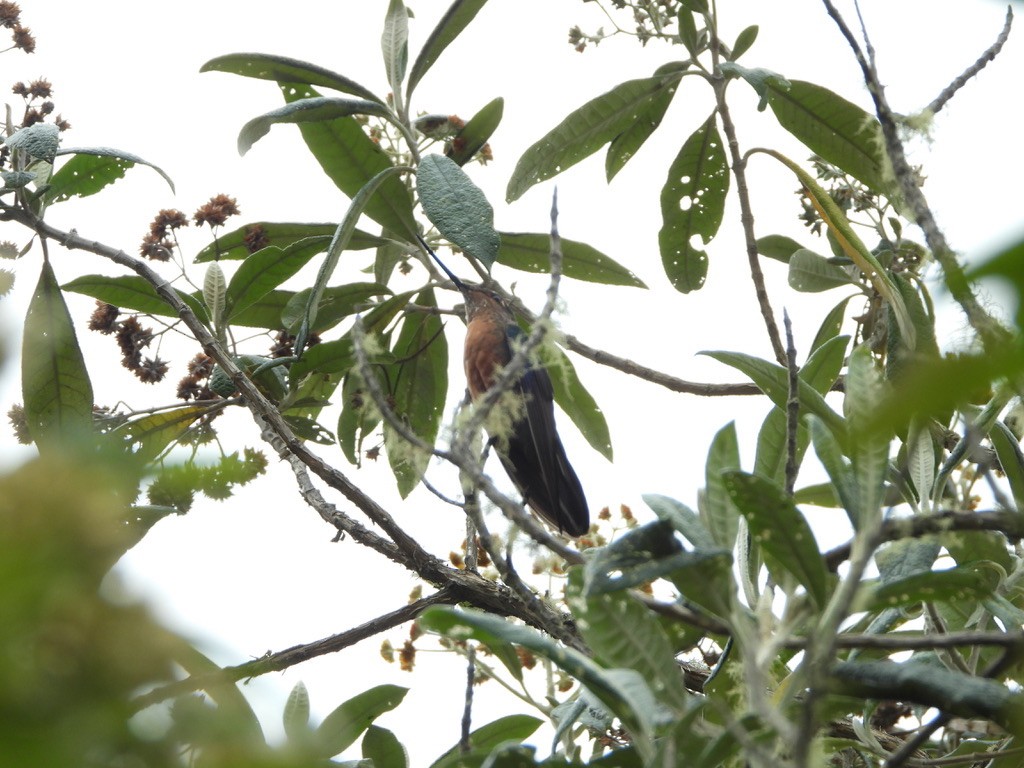 kolibřík modrokřídlý - ML616911363