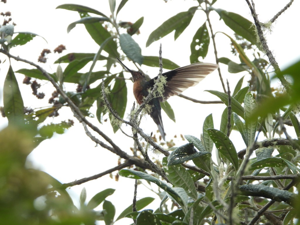kolibřík modrokřídlý - ML616911365