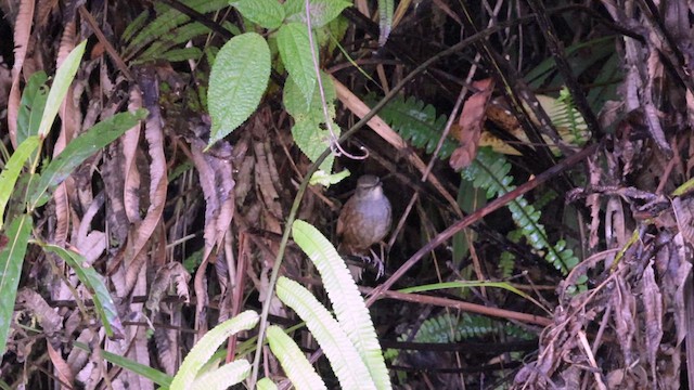 Long-tailed Bush Warbler - ML616911460
