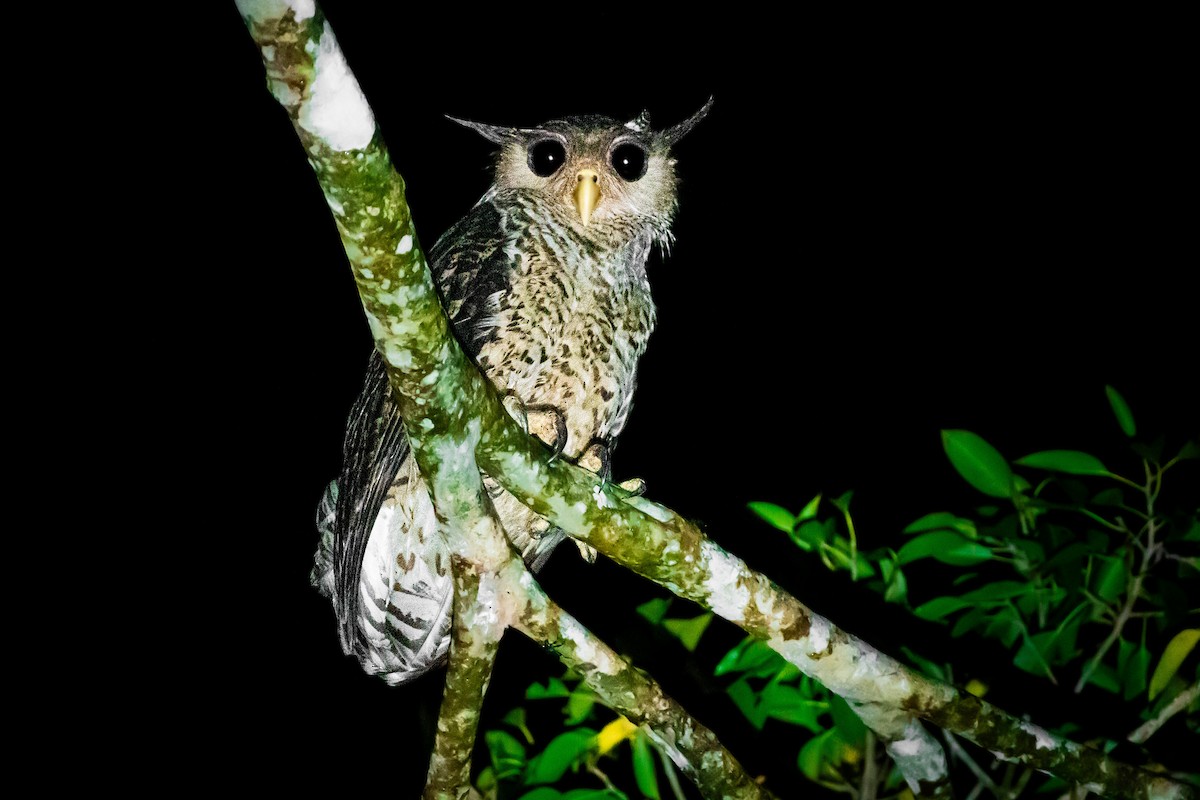 Spot-bellied Eagle-Owl - ML616911489