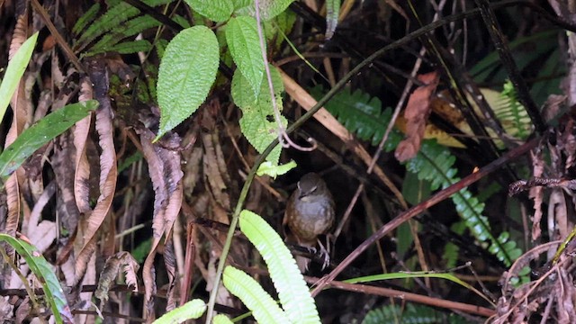 Long-tailed Bush Warbler - ML616911574