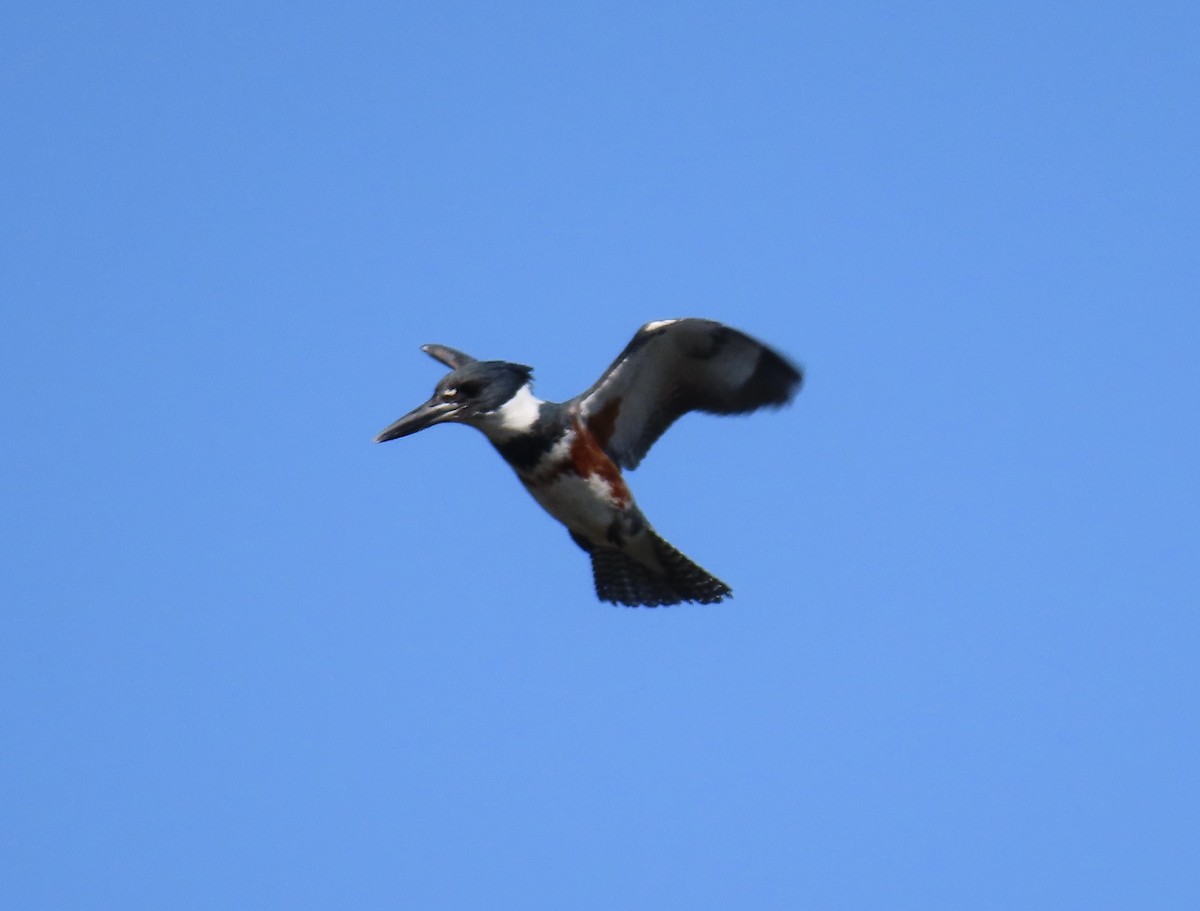 Belted Kingfisher - ML616911635