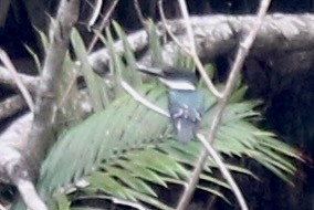Amazon Kingfisher - ML616911673