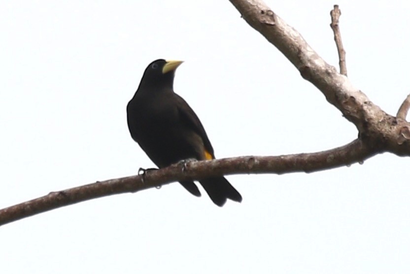 Yellow-rumped Cacique - ML616911684