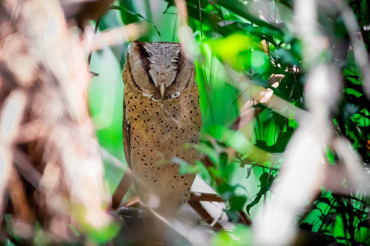 Sri Lanka Bay-Owl - ML616911708