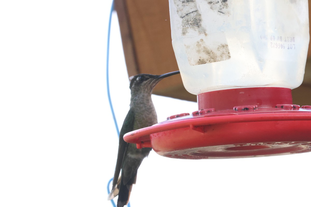 Talamanca Hummingbird - Jim Edsall
