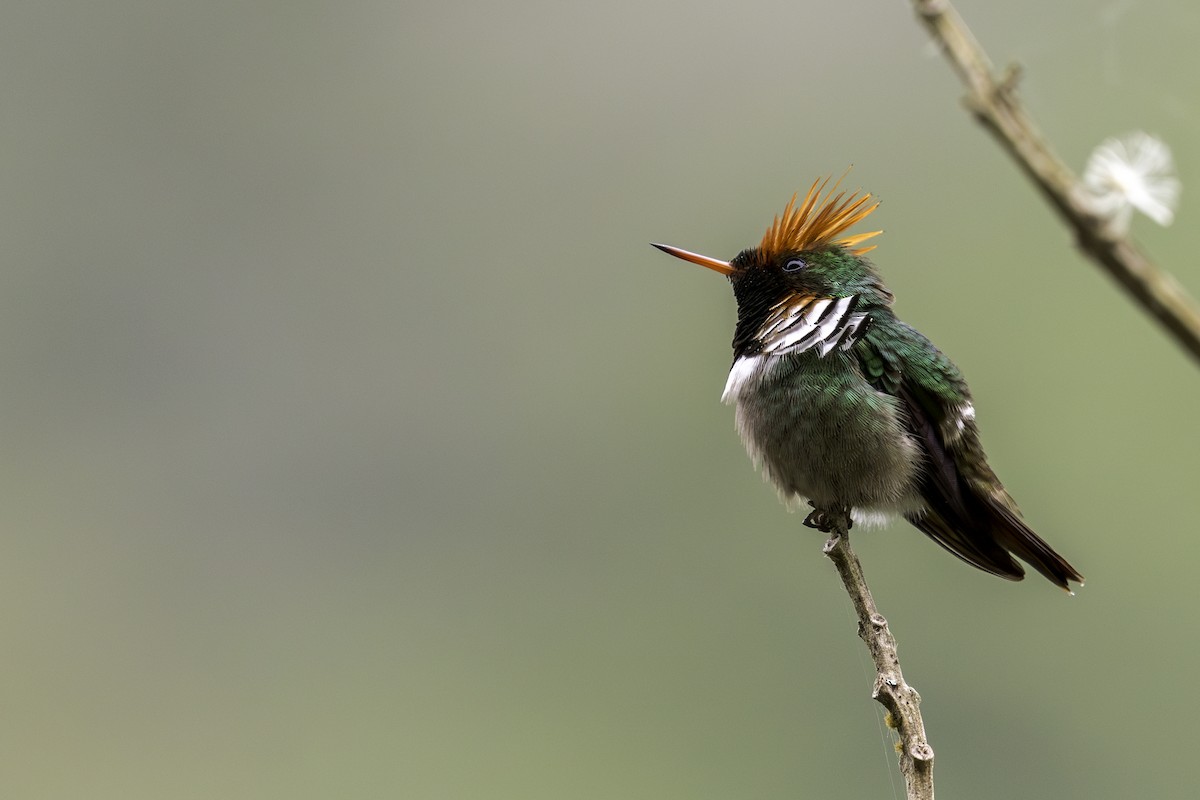 Frilled Coquette - ML616912016
