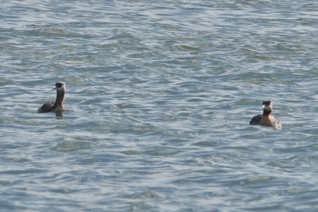 Red-necked Grebe - ML616912084