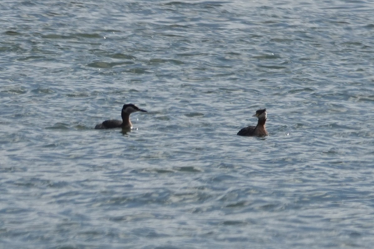 Red-necked Grebe - ML616912085