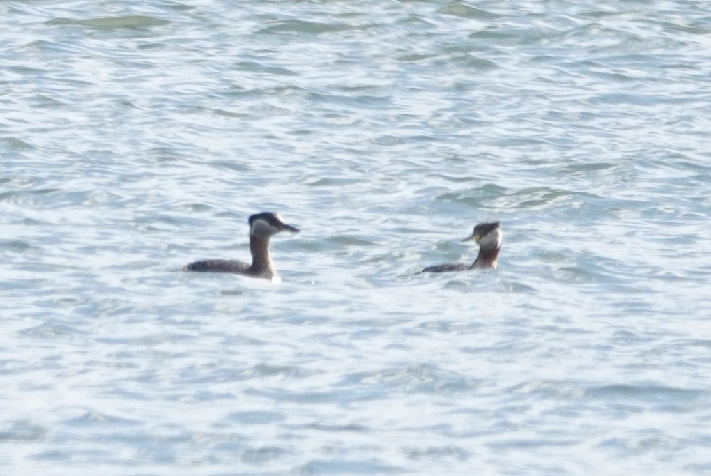 Red-necked Grebe - ML616912086