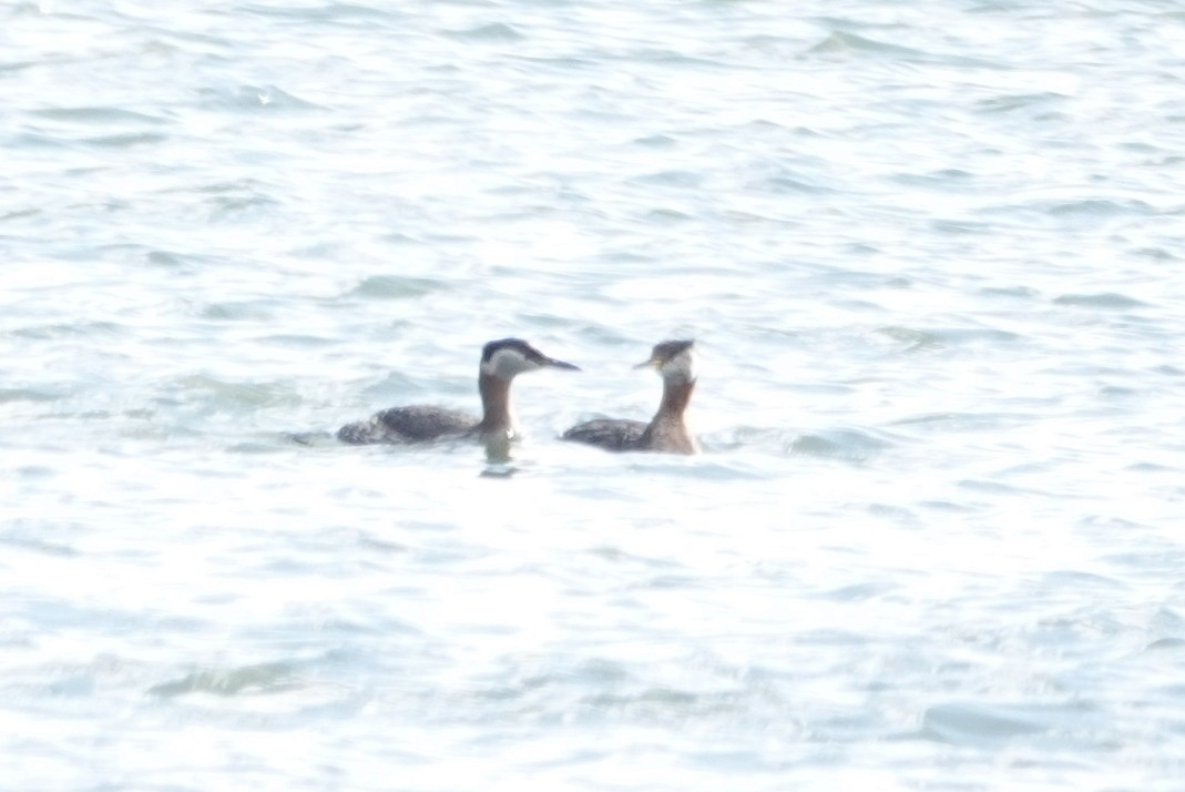 Red-necked Grebe - ML616912087