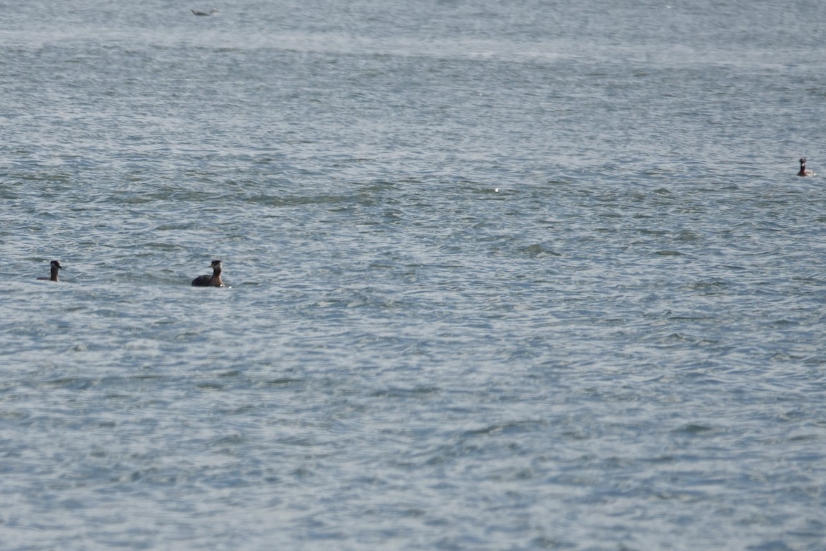 Red-necked Grebe - ML616912088