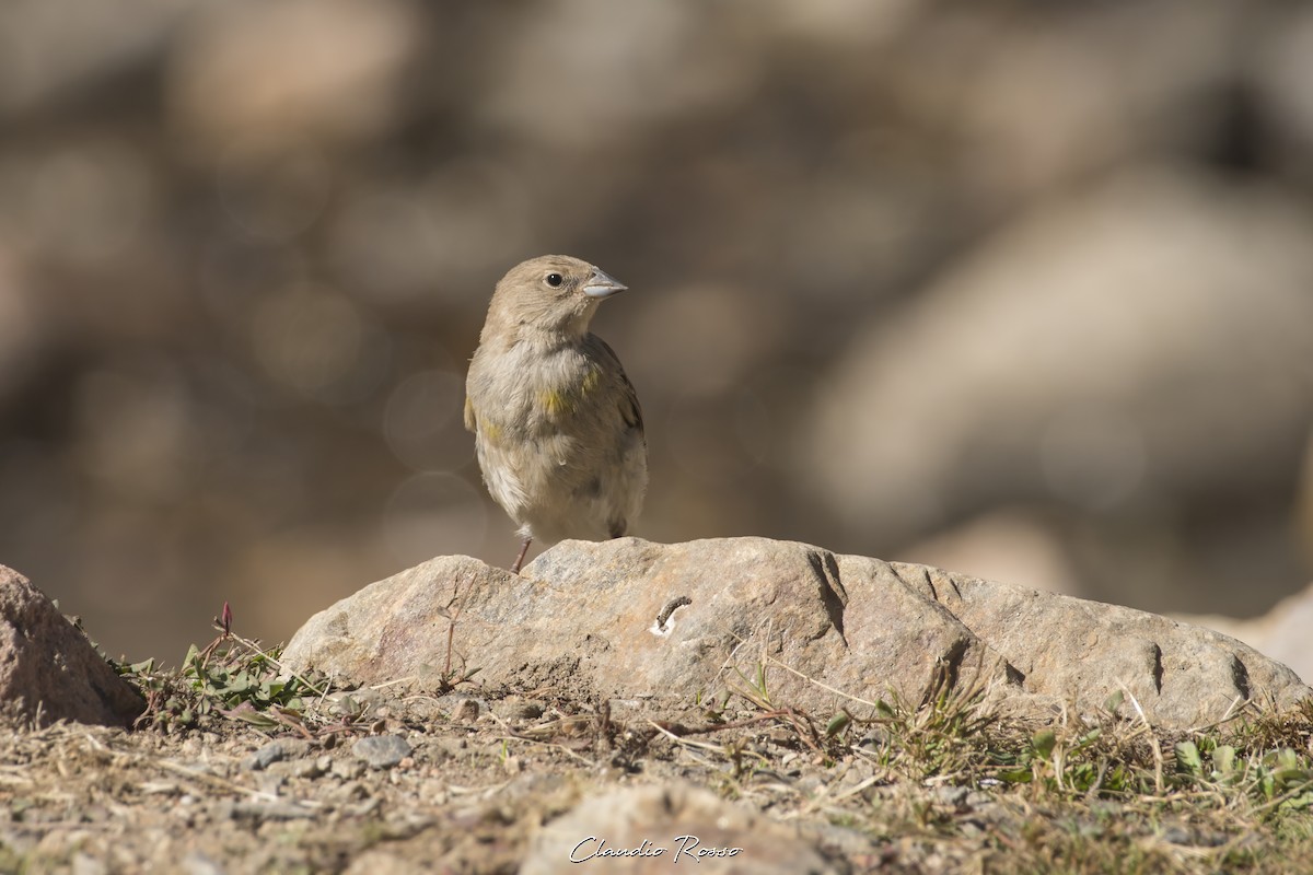 Greater Yellow-Finch - ML616912142