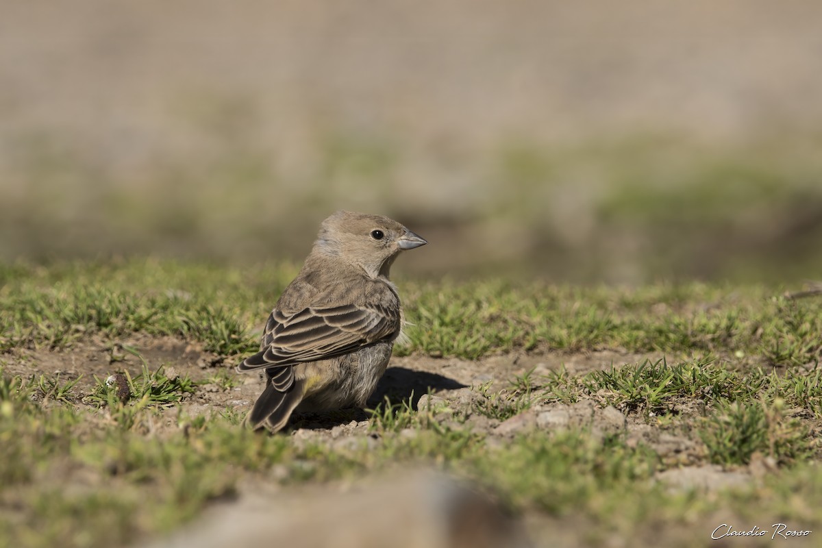 Greater Yellow-Finch - ML616912143