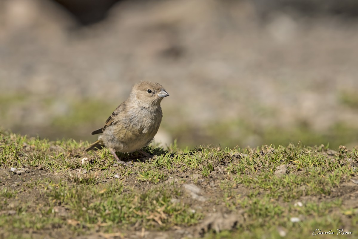 Greater Yellow-Finch - ML616912145