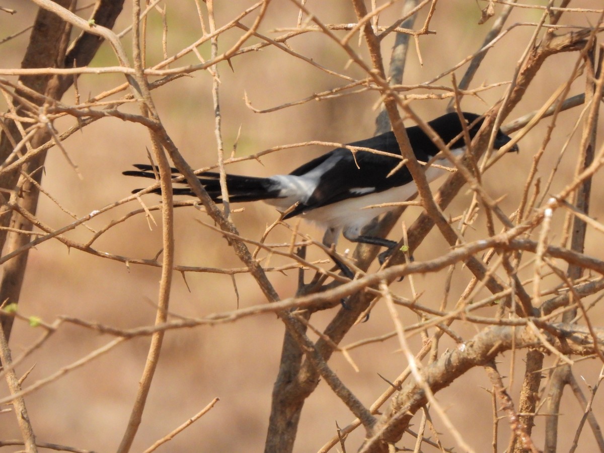 Long-tailed Fiscal - ML616912147
