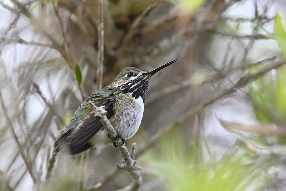 Calliope Hummingbird - ML616912232