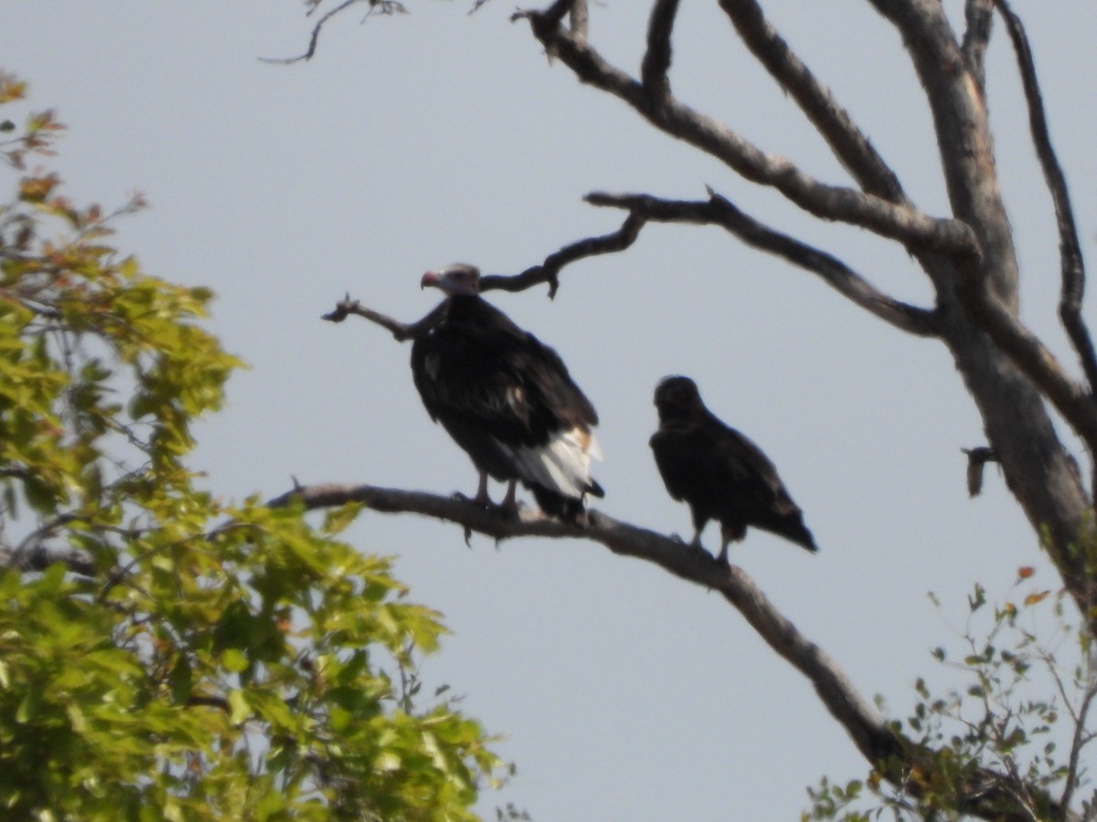White-headed Vulture - Bev Agler
