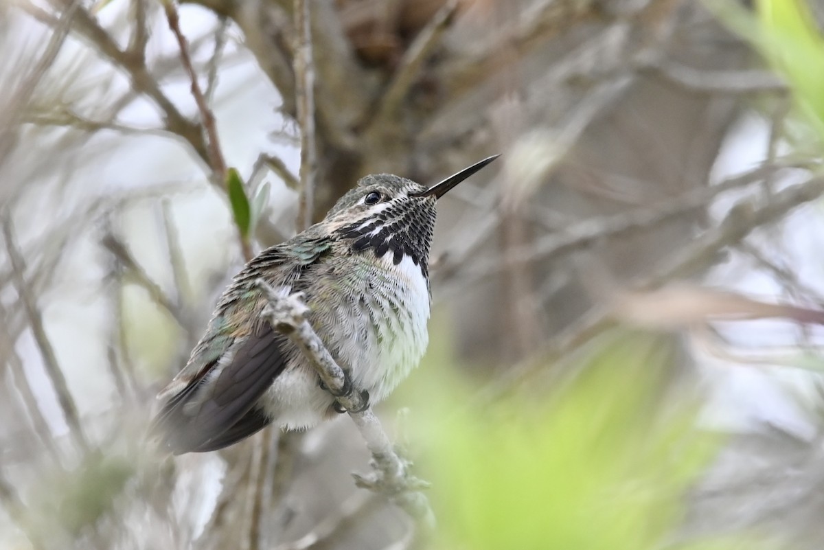 Calliope Hummingbird - ML616912234