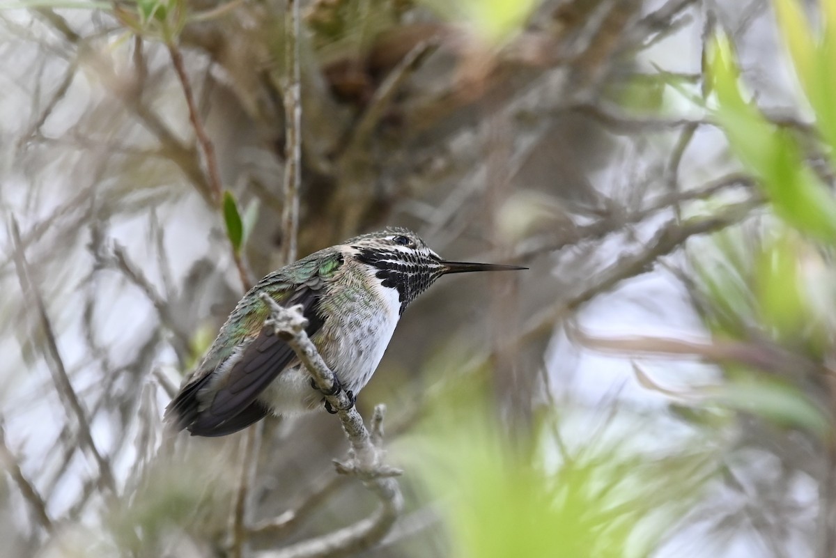 Calliope Hummingbird - ML616912235