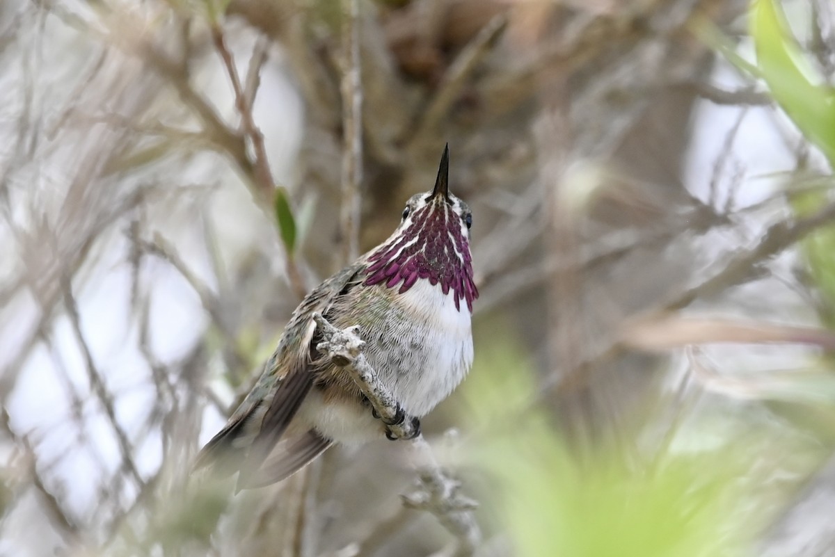 Calliope Hummingbird - ML616912236