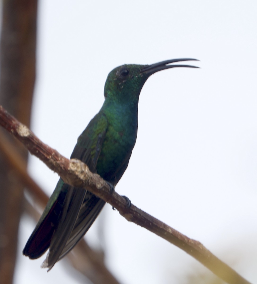 kolibřík panamský - ML616912241