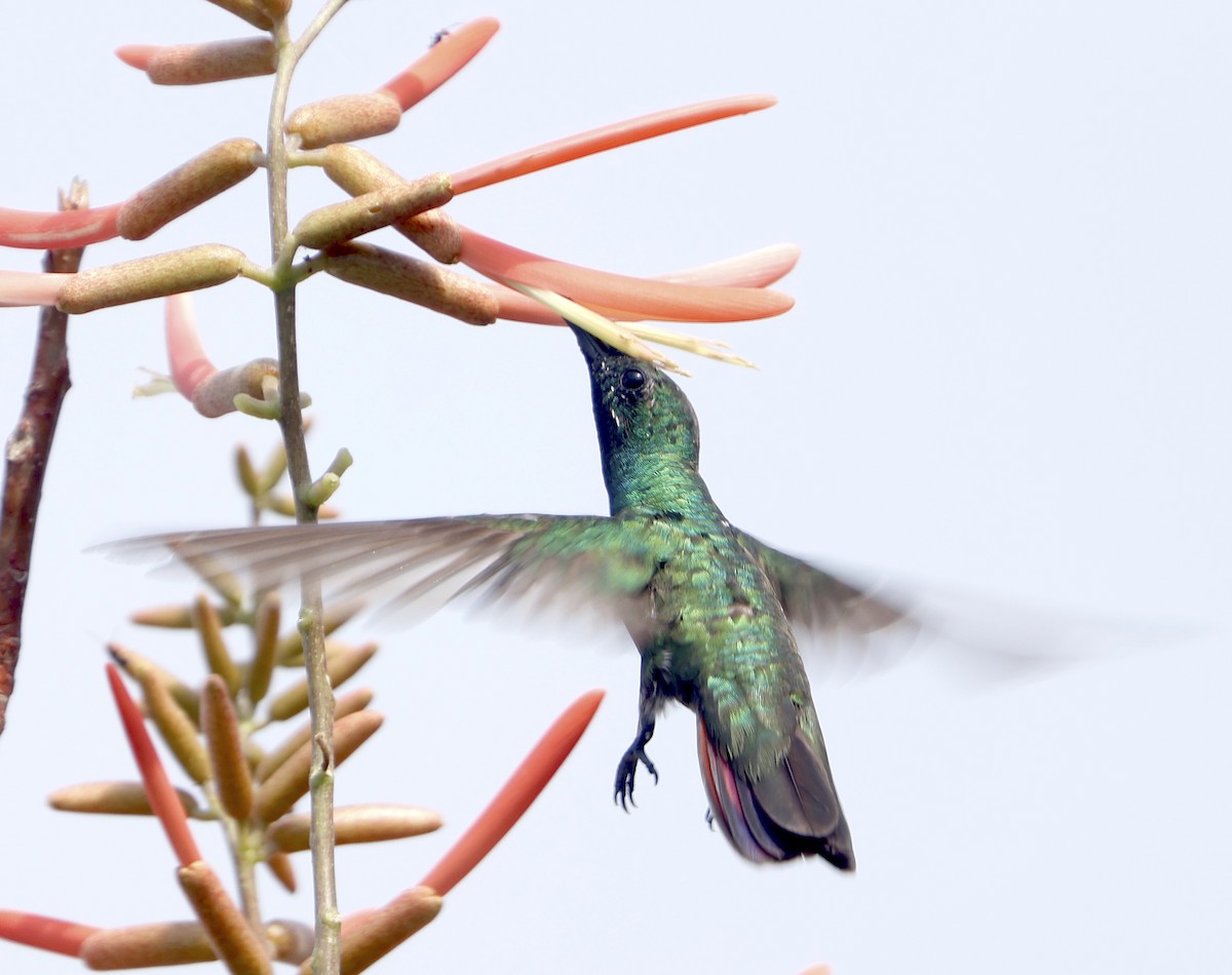 kolibřík panamský - ML616912242