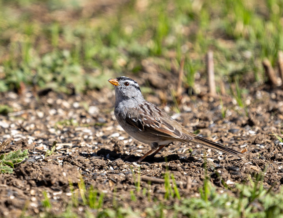 White-crowned Sparrow - ML616912252