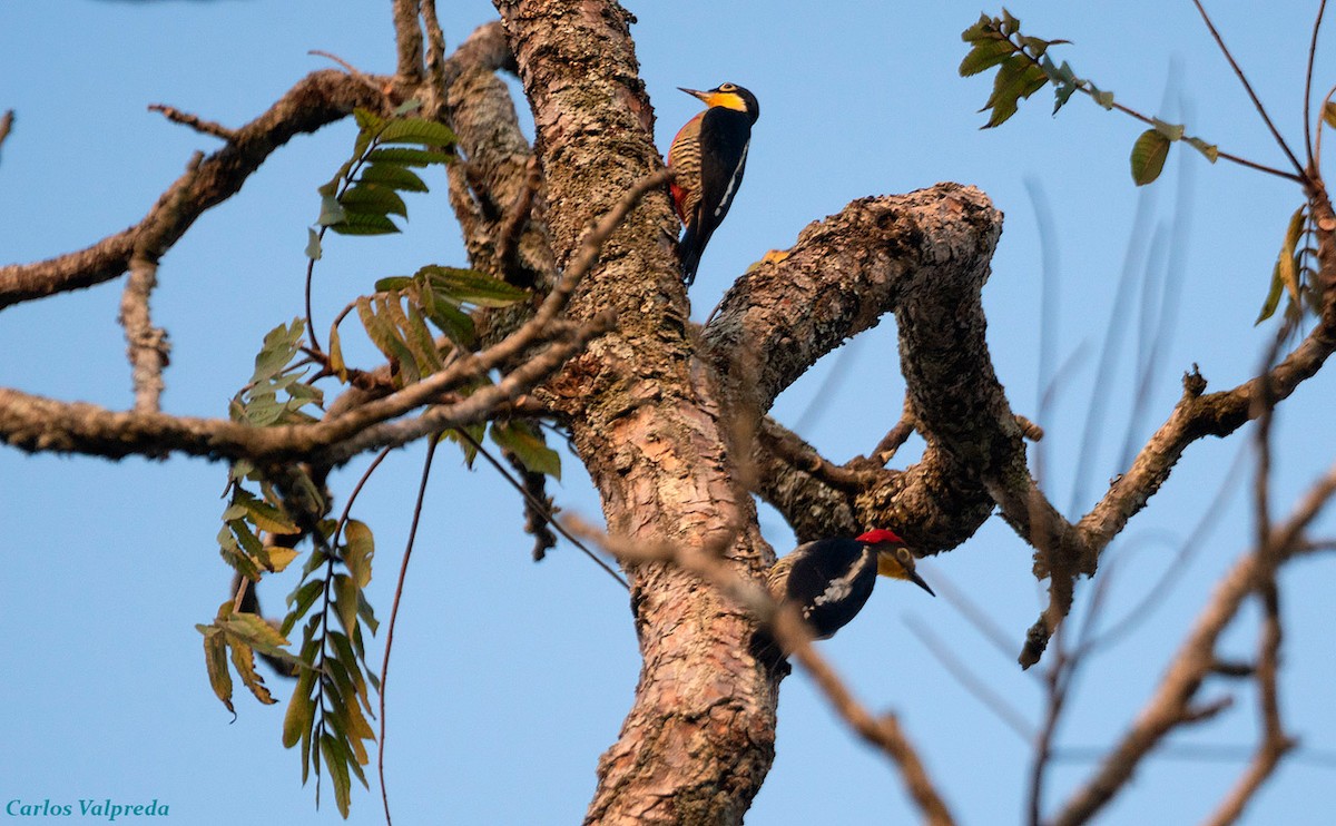 Yellow-fronted Woodpecker - ML616912301