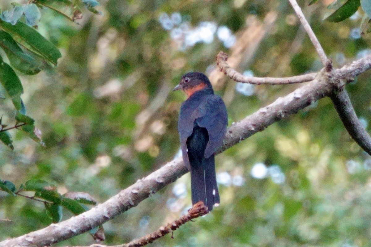 Black Cuckoo (Rufous-throated) - ML616912302