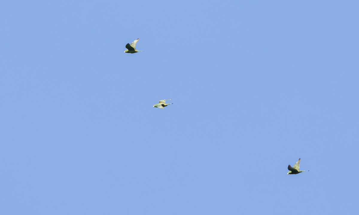 Mindanao Raket Kuyruklu Papağanı - ML616912377