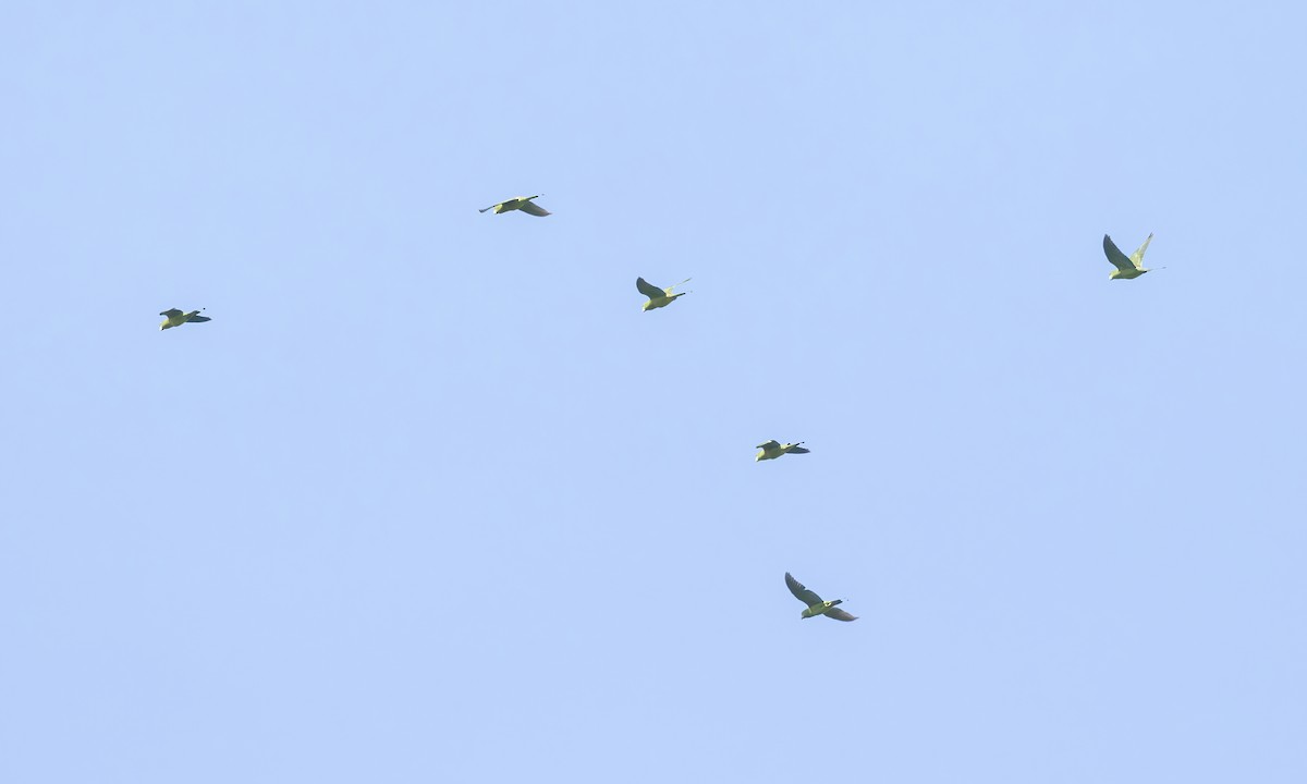 Mindanao Raket Kuyruklu Papağanı - ML616912378