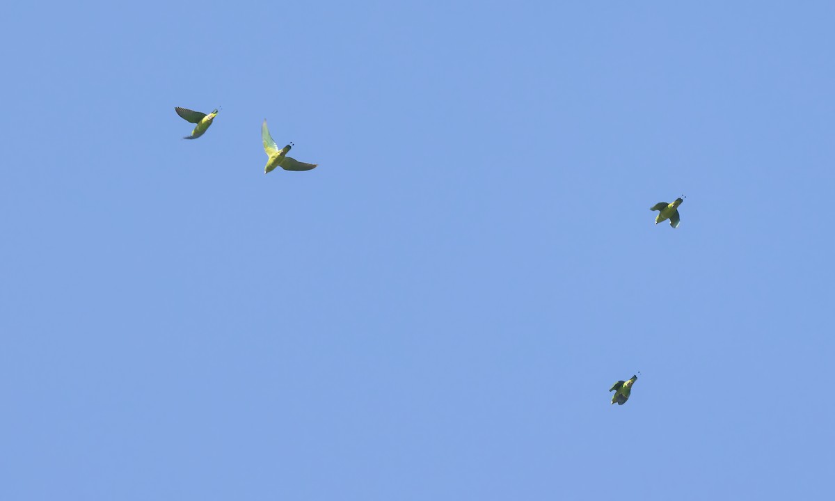 Mindanao Raket Kuyruklu Papağanı - ML616912379