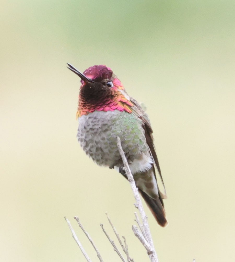 Anna's Hummingbird - ML616912400