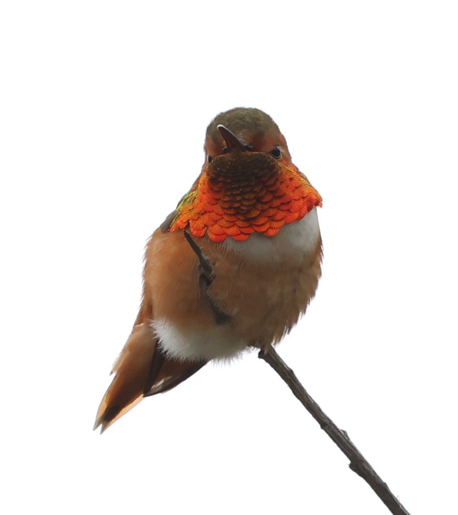 Allen's Hummingbird - ML616912425