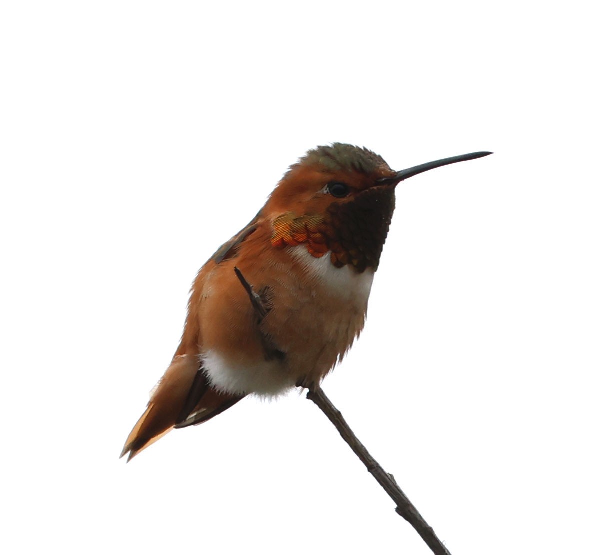 Allen's Hummingbird - ML616912426