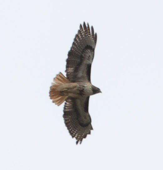 Red-tailed Hawk - ML616912435
