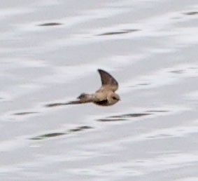 Northern Rough-winged Swallow - ML616912441