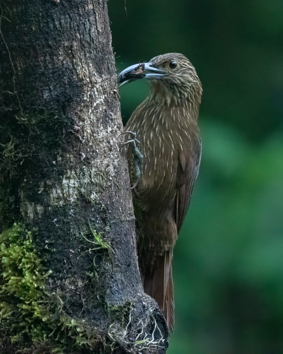 Strong-billed Woodcreeper (Andean/Northern) - ML616912511