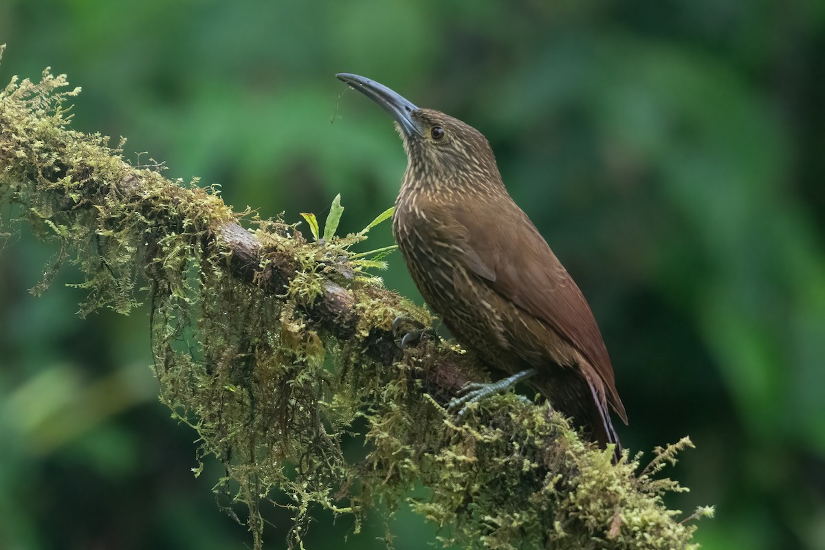 Strong-billed Woodcreeper (Andean/Northern) - ML616912512