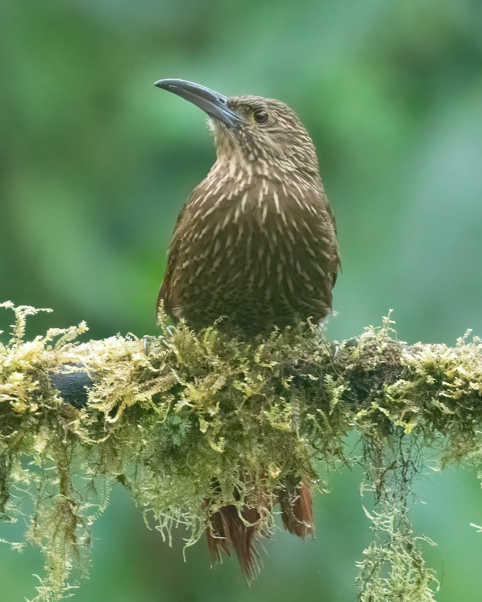 Strong-billed Woodcreeper (Andean/Northern) - ML616912513