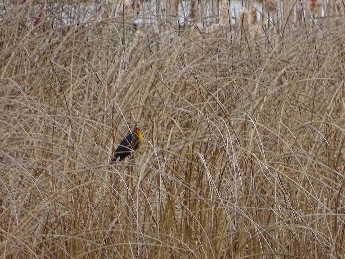 Yellow-headed Blackbird - ML616912527